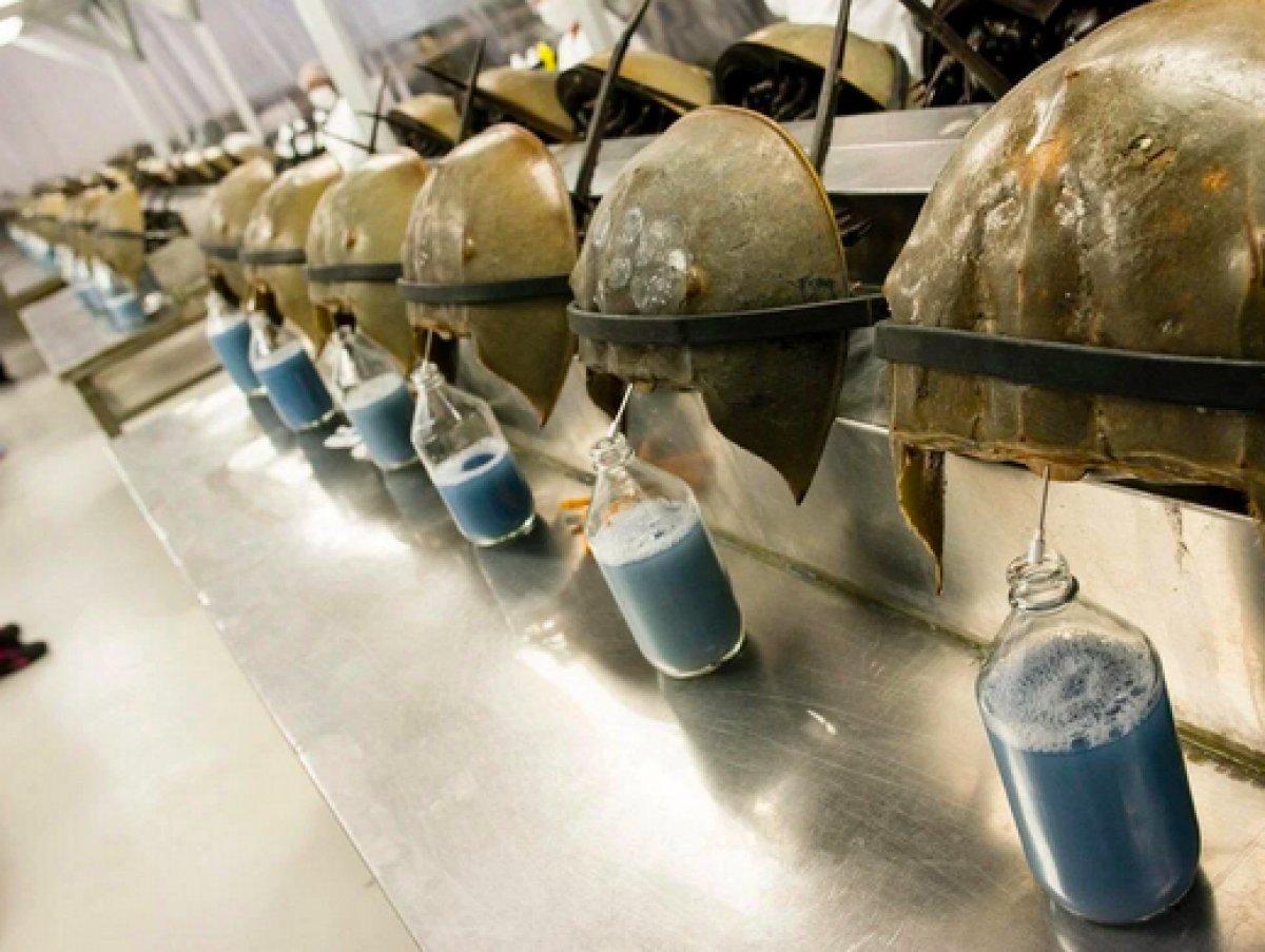 Korona aşılarında kullanılan at nalı yengeçlerinin nesli tükeniyor