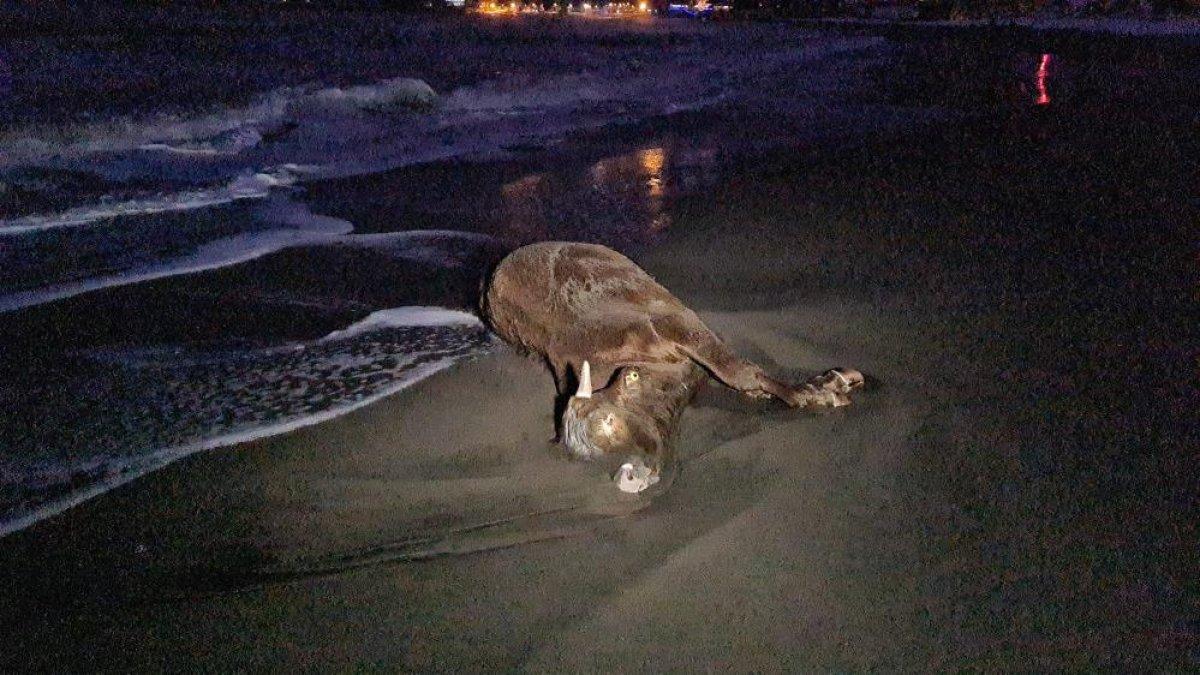 Zonguldak'ta sahile ölü inek vurdu