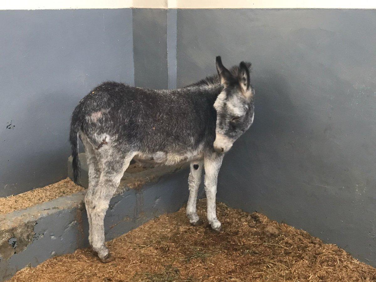 Elazığ'da saldırıya uğrayan sıpa hastanenin maskotu oldu