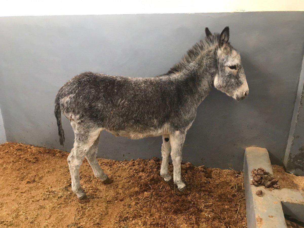 Elazığ'da saldırıya uğrayan sıpa hastanenin maskotu oldu