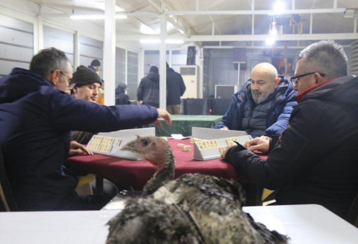 Zonguldak'ta 44 yıllık gelenek: Hindi ödüllü okey turnuvası