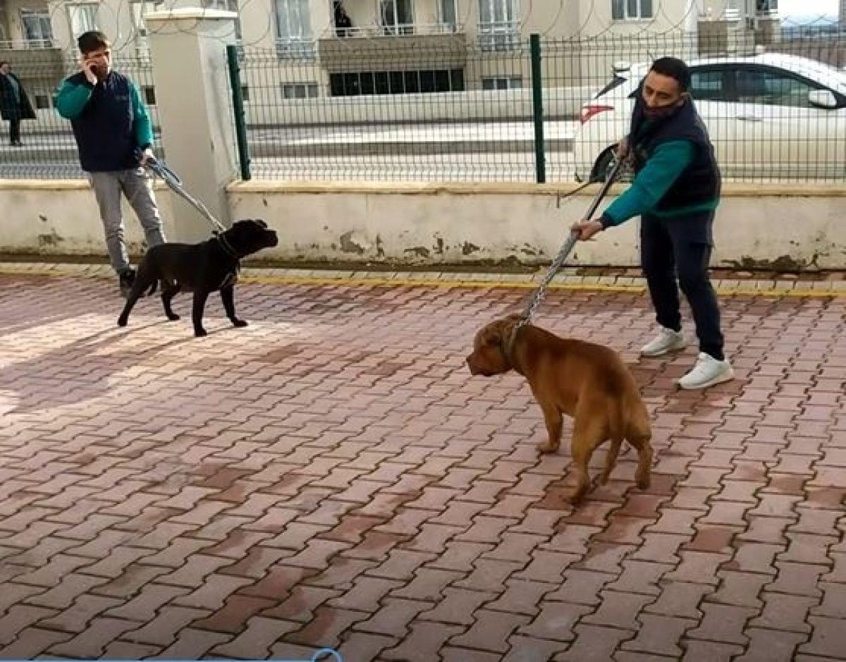 Pitbull saldırısına uğrayan Asiye'nin babası konuştu