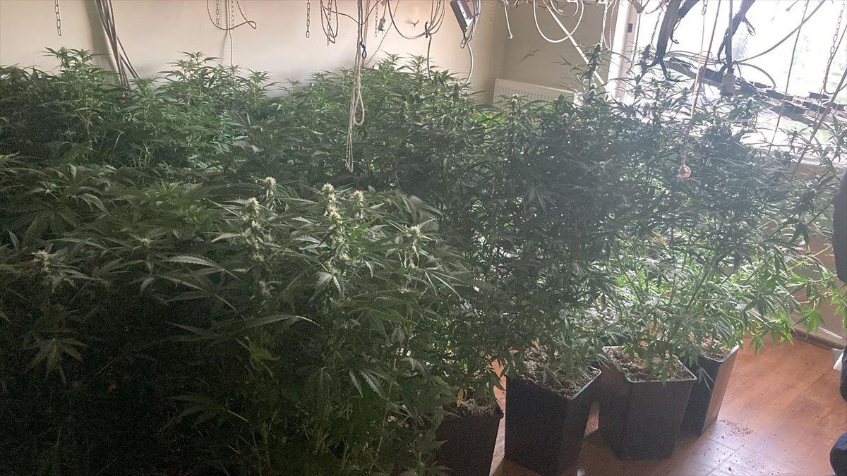 İzmir'de kaçak elektrik kullanılan evde uyuşturucu yetiştirdiler