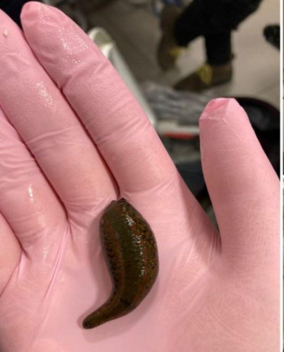 İstanbul Havalimanı'nda 4 bin canlı tıbbi sülük ele geçirildi