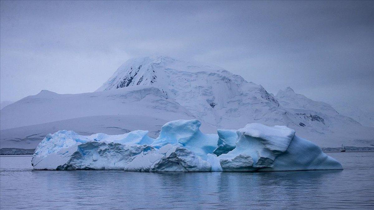 Antarktika kıtasında 77'den fazla yeni yaşam türü bulundu