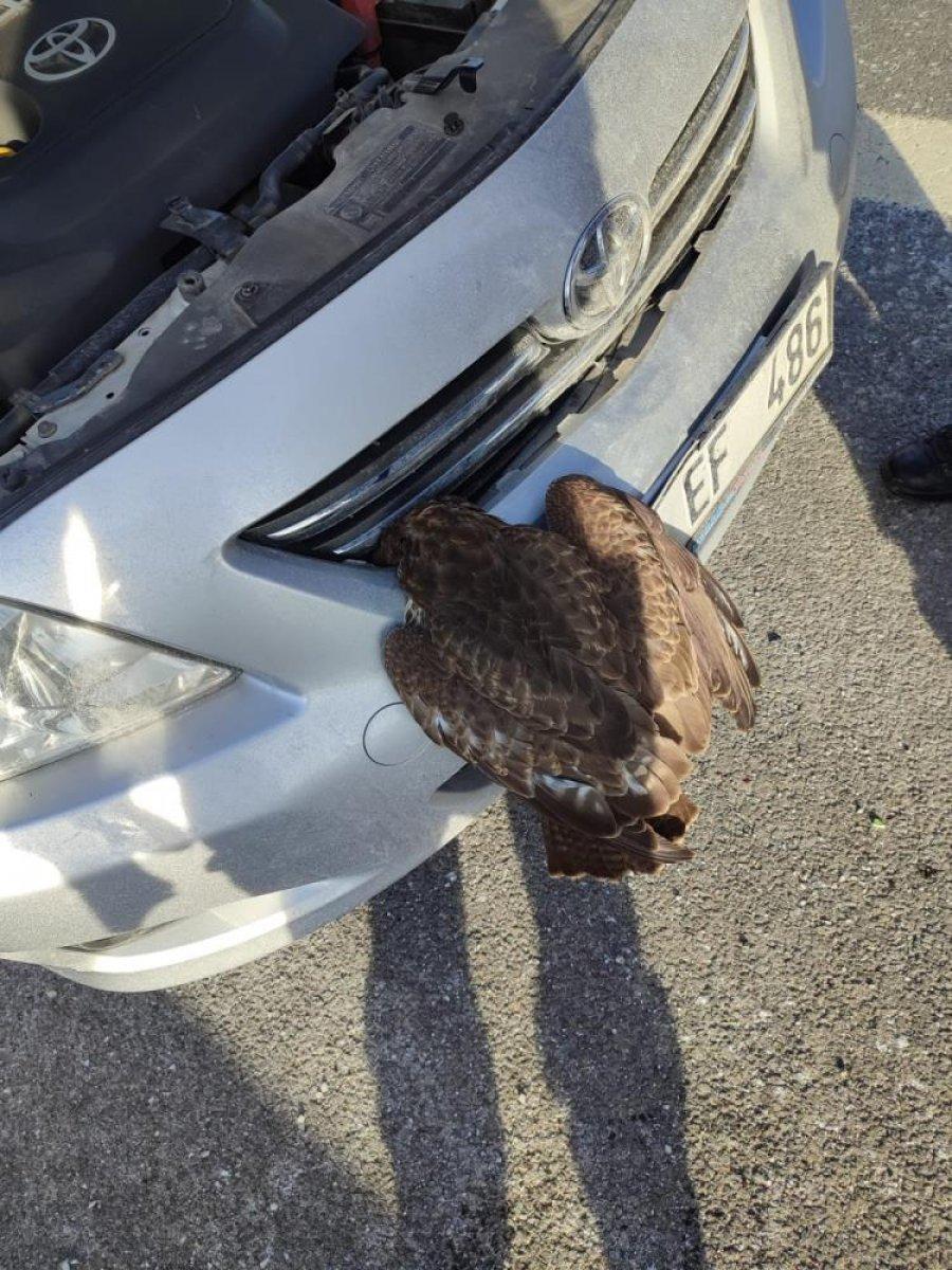 Ankara'da bir aracın panjuruna yabani şahin sıkıştı
