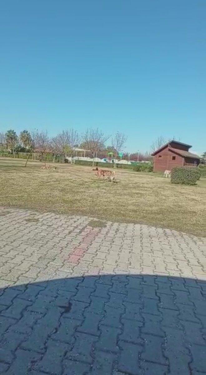 Adana'da çocuğunu parka götüren babanın, başıboş köpeklere isyanı