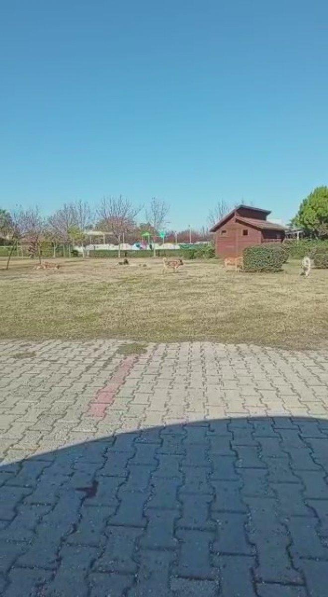 Adana'da çocuğunu parka götüren babanın, başıboş köpeklere isyanı
