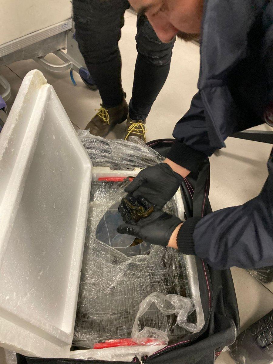 İstanbul Havalimanı'nda 4 bin canlı tıbbi sülük ele geçirildi