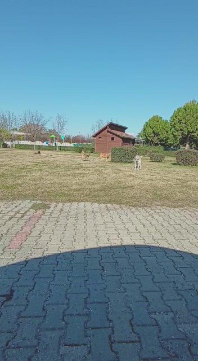 Adana'da çocuğunu parka götüren babanın, başıboş köpeklere isyanı