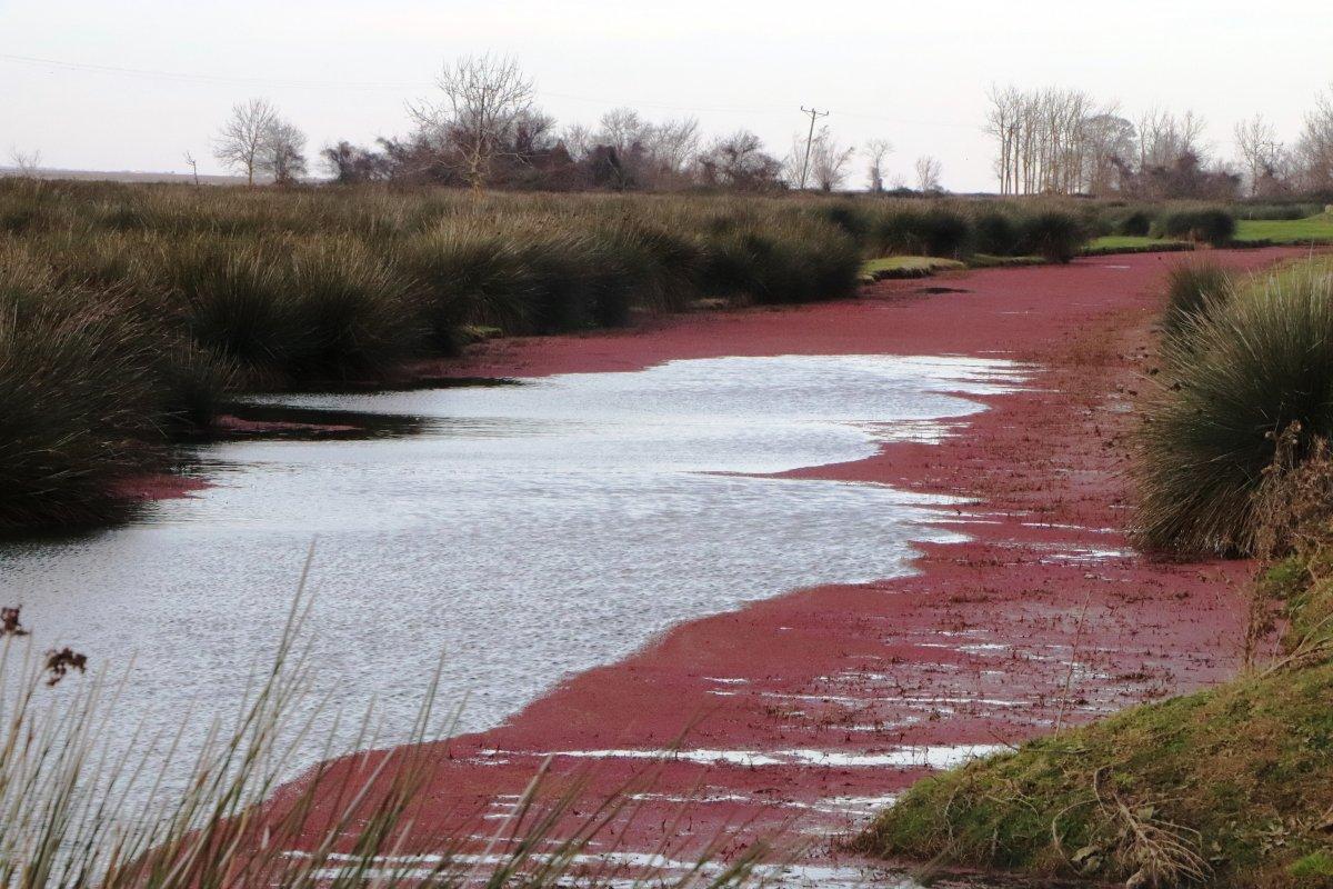 Kızılırmak Deltası'ndan eşsiz görüntüler