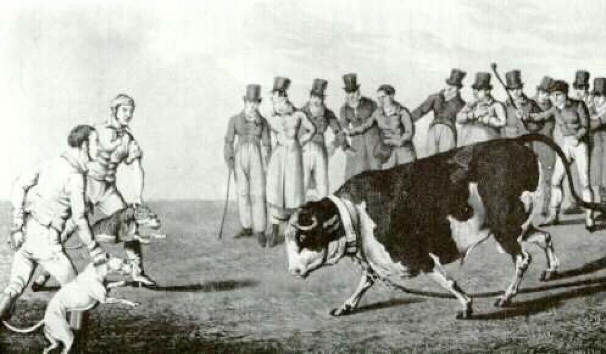 Vakanüvis pitbull ırkını yazdı: Makul köpeklerdi İngilizler çıldırttı