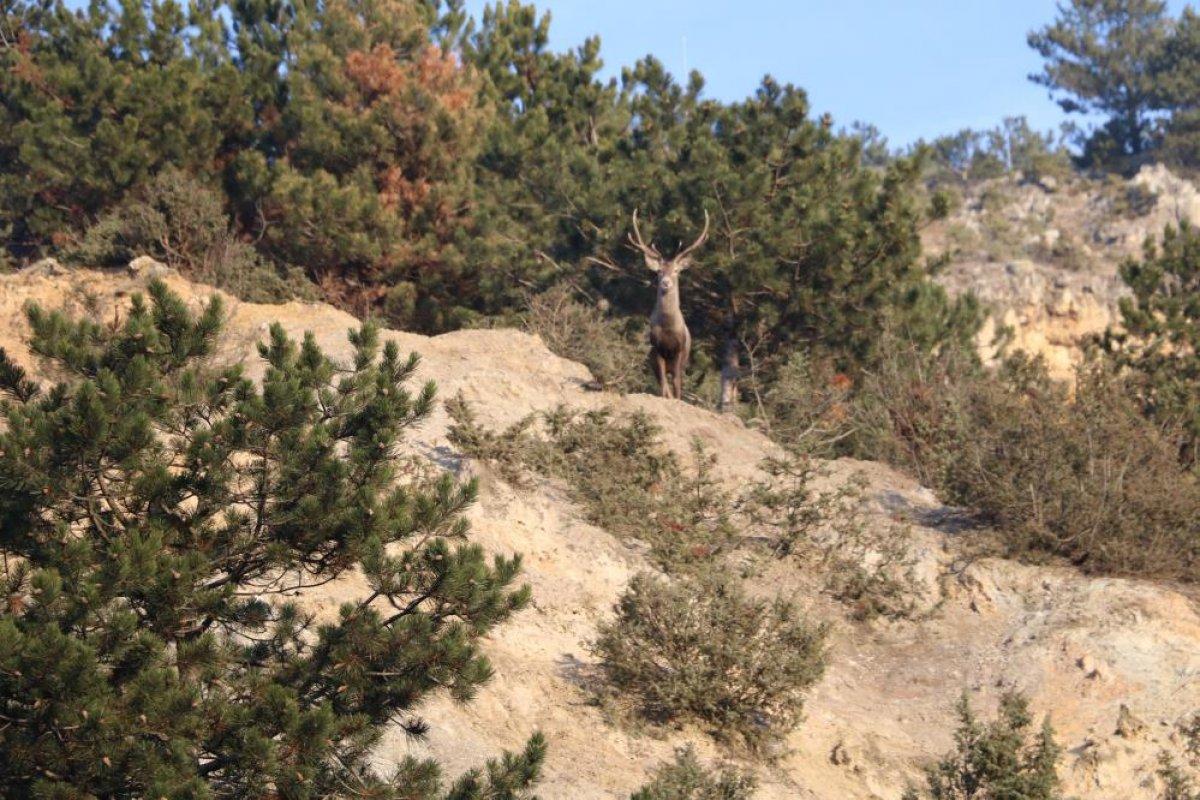 Kastamonu'da jandarmanın elle beslediği geyikler