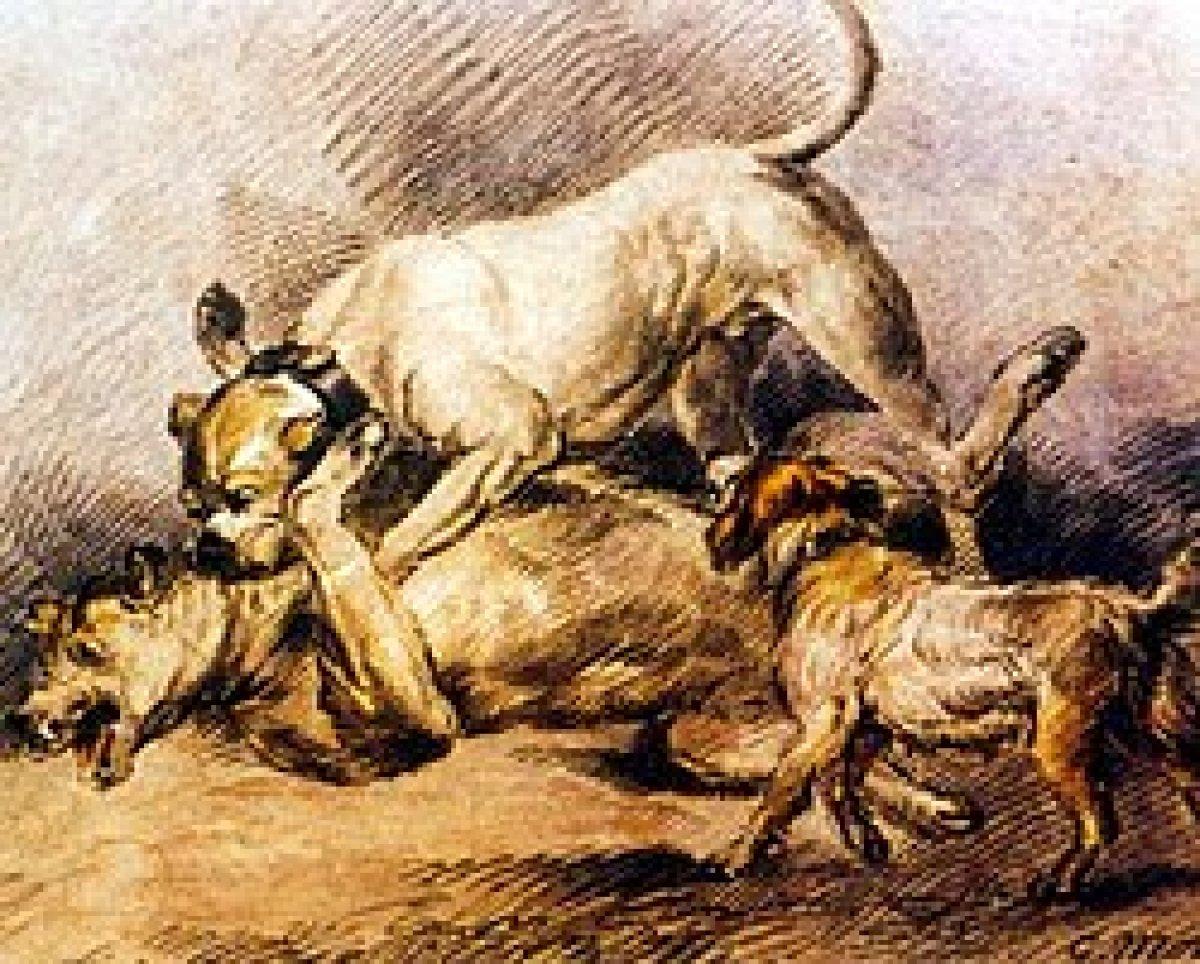 Vakanüvis pitbull ırkını yazdı: Makul köpeklerdi İngilizler çıldırttı