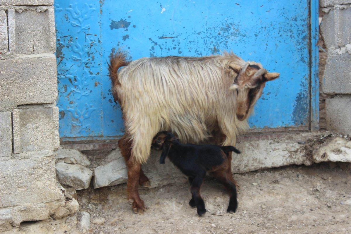 Kilis’te 3 ayaklı oğlak görenleri şaşkına çeviriyor