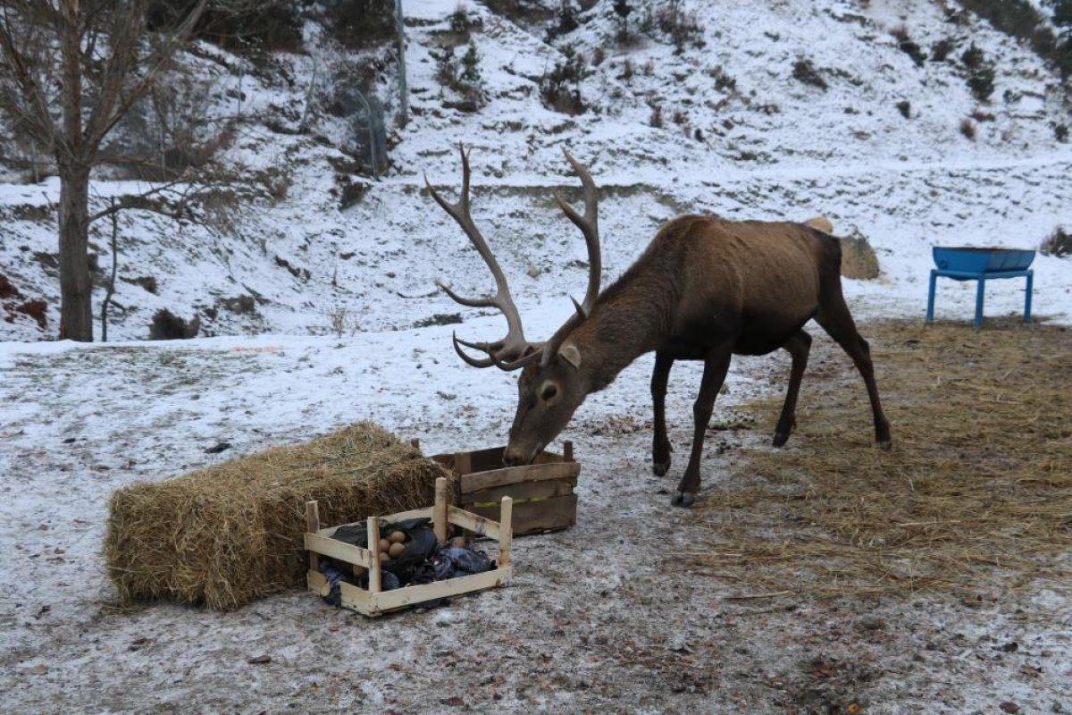 Kastamonu'da jandarmanın elle beslediği geyikler