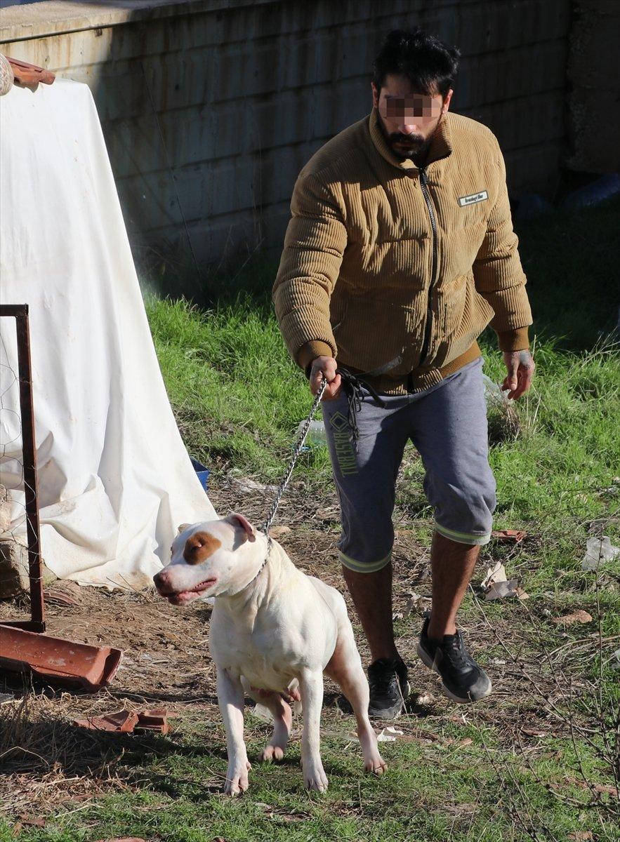 Denizli’de pitbull cinsi köpek 13 yaşındaki çocuğa saldırdı