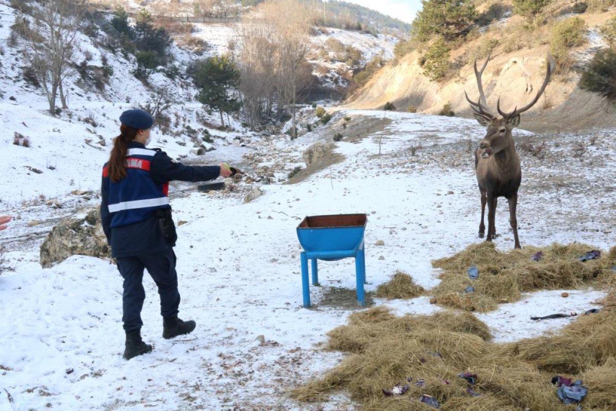 Kastamonu'da jandarmanın elle beslediği geyikler
