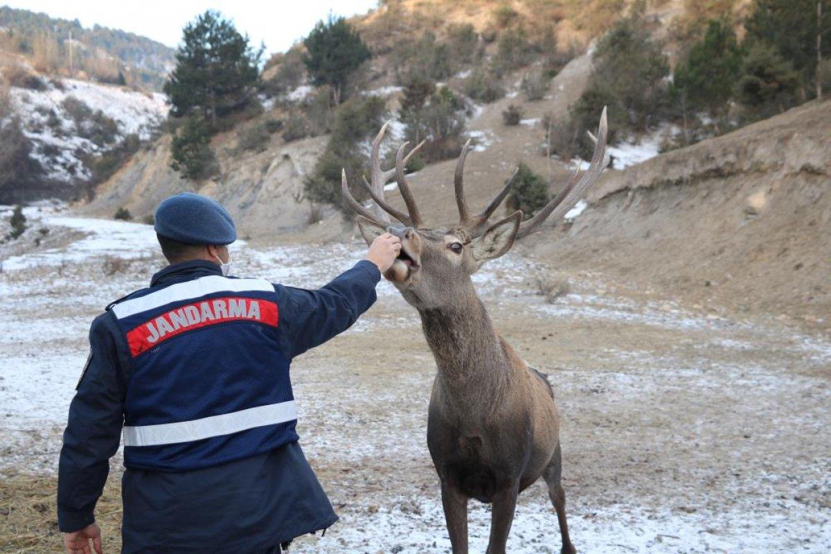 Kastamonu'da jandarmanın elle beslediği geyikler