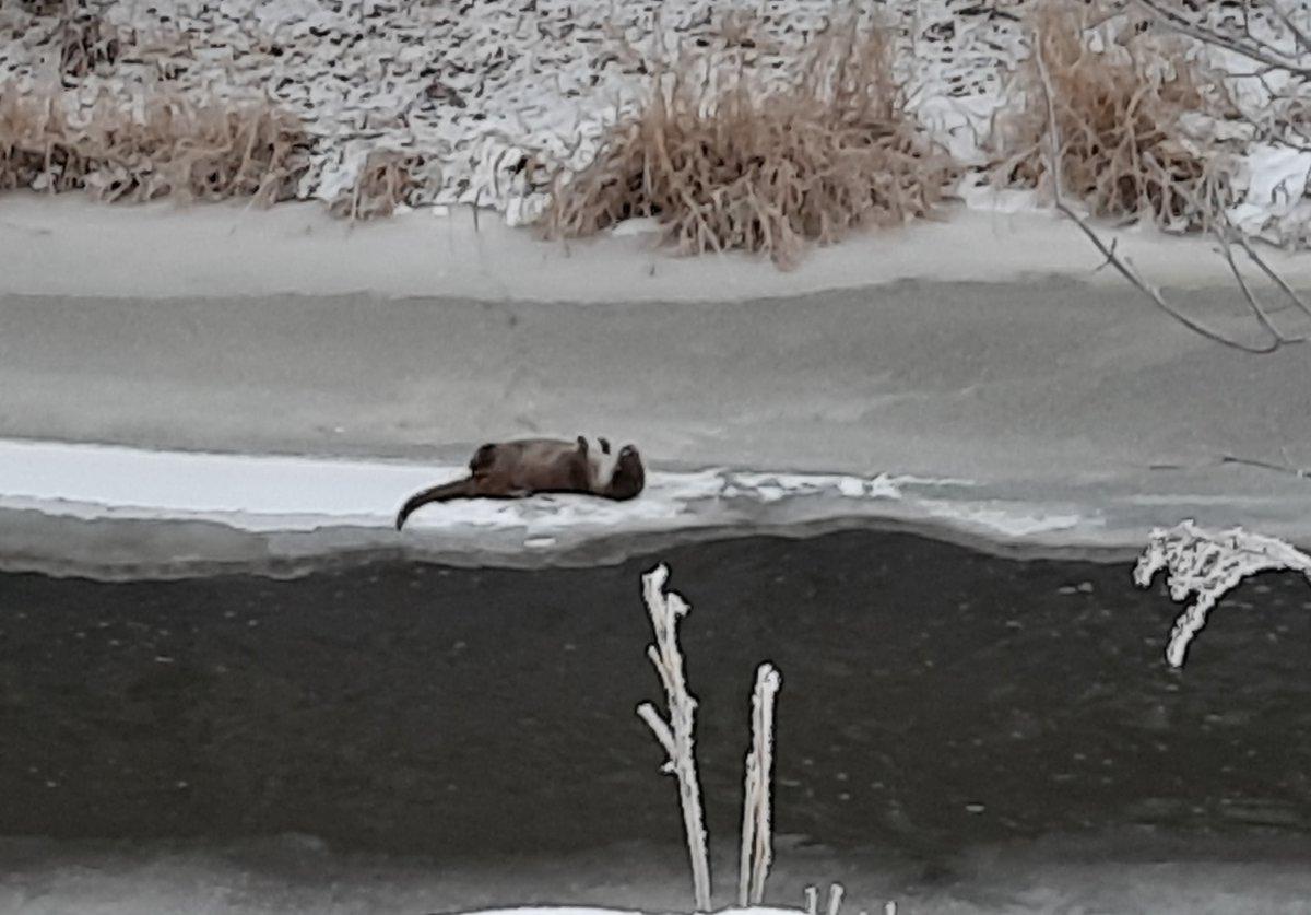 Kars'taki su samurunun renkli görüntüleri