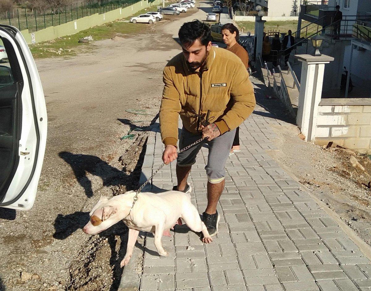 Denizli’de pitbull cinsi köpek 13 yaşındaki çocuğa saldırdı