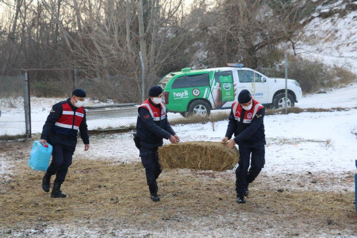 Kastamonu'da jandarmanın elle beslediği geyikler
