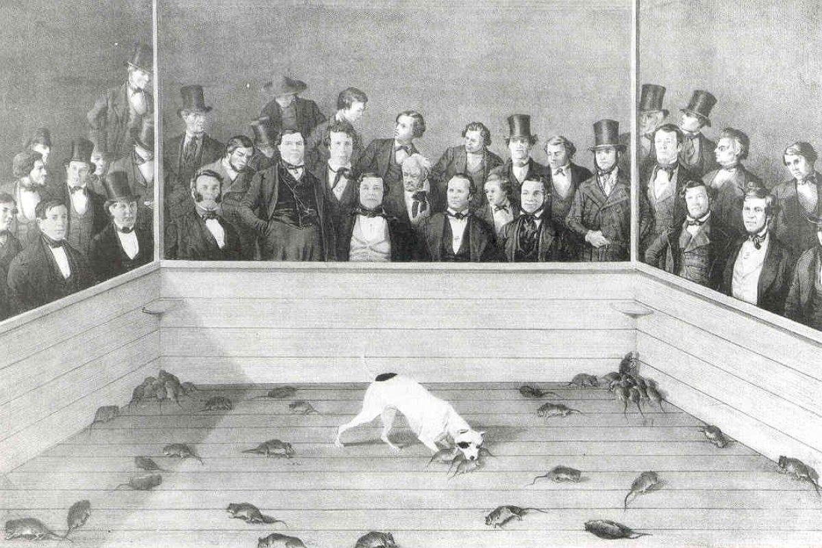 Vakanüvis pitbull ırkını yazdı: Makul köpeklerdi İngilizler çıldırttı