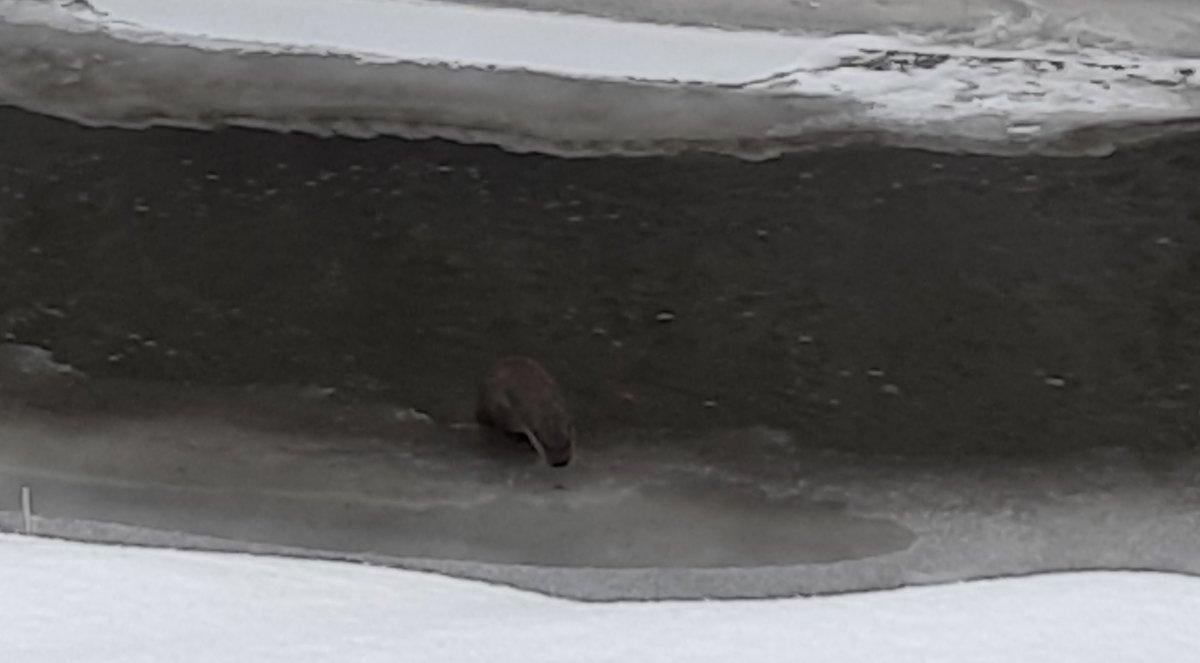 Kars'taki su samurunun renkli görüntüleri