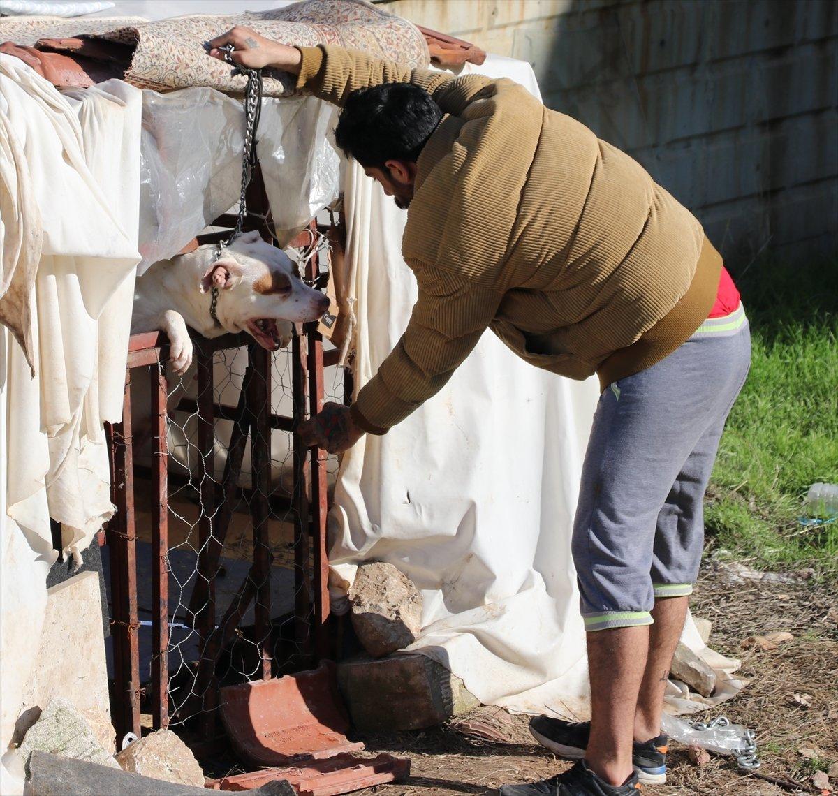 Denizli’de pitbull cinsi köpek 13 yaşındaki çocuğa saldırdı