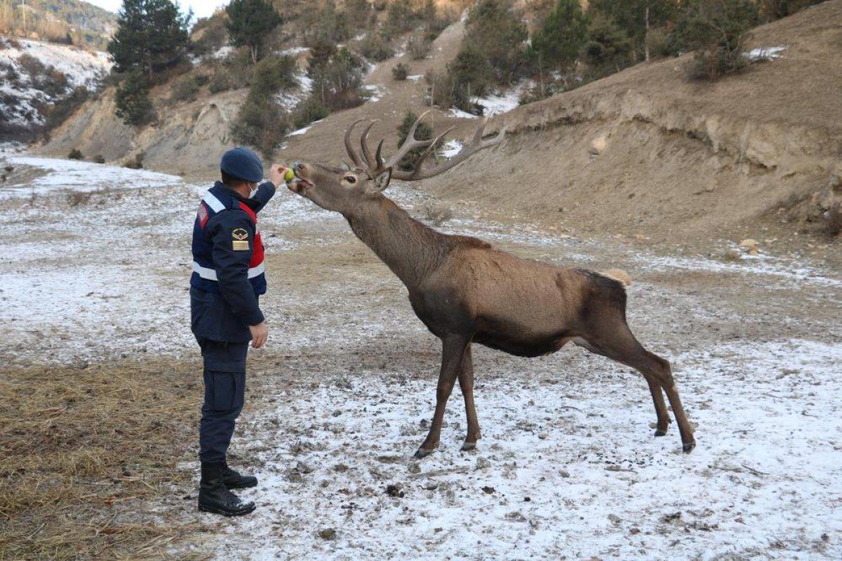 Kastamonu'da jandarmanın elle beslediği geyikler