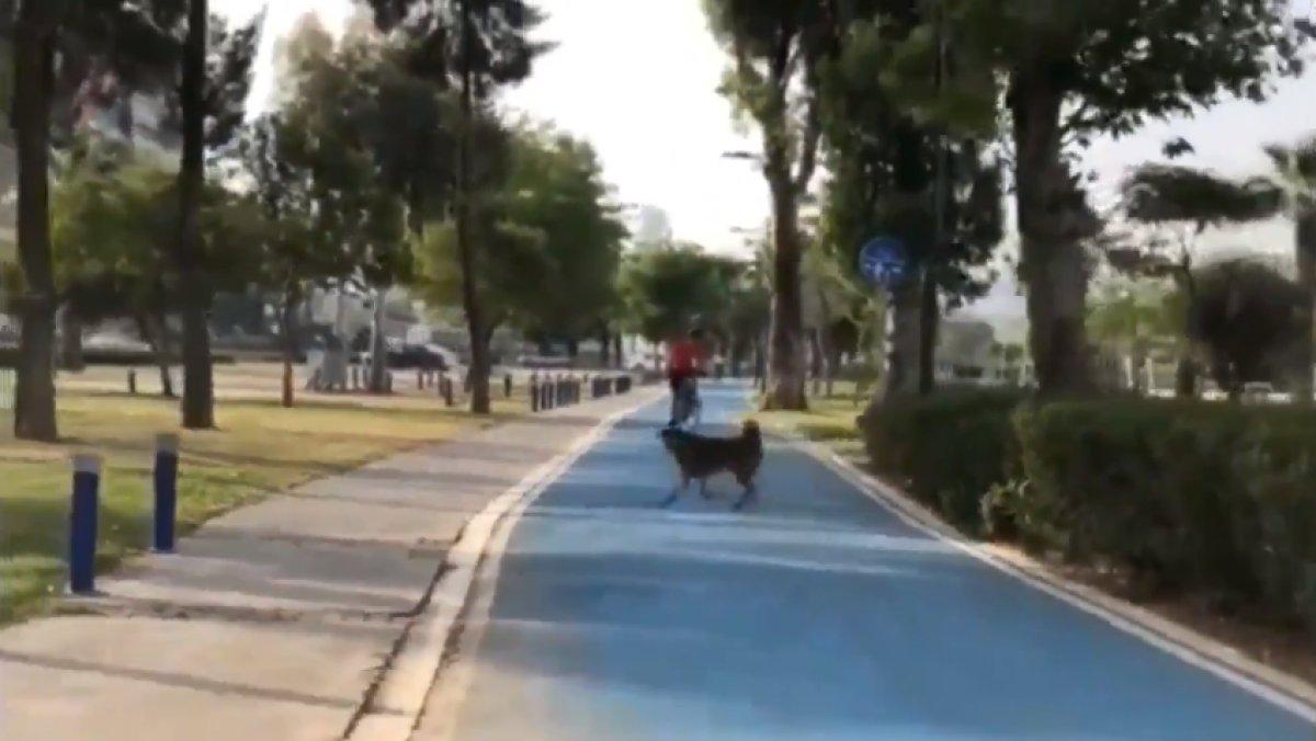 Sokak köpeklerinin Tunç Soyer'e havladığı görüntüler