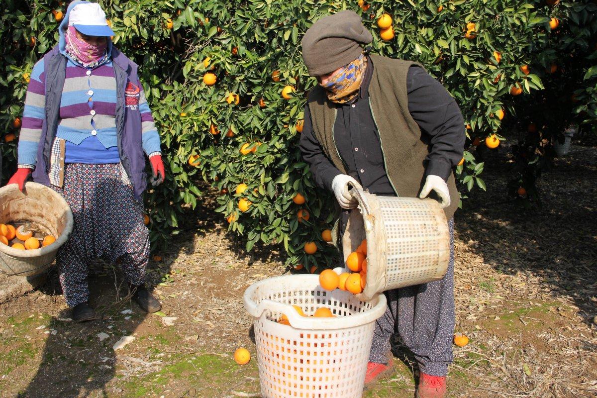 Mersin'de üreticiler indirim bekliyor