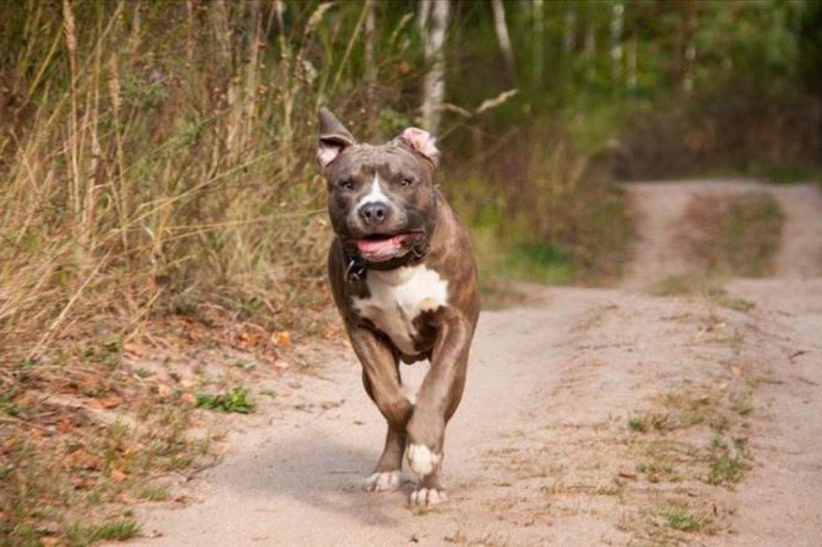 Başıboş sokak hayvanları için 81 ile genelge gönderildi