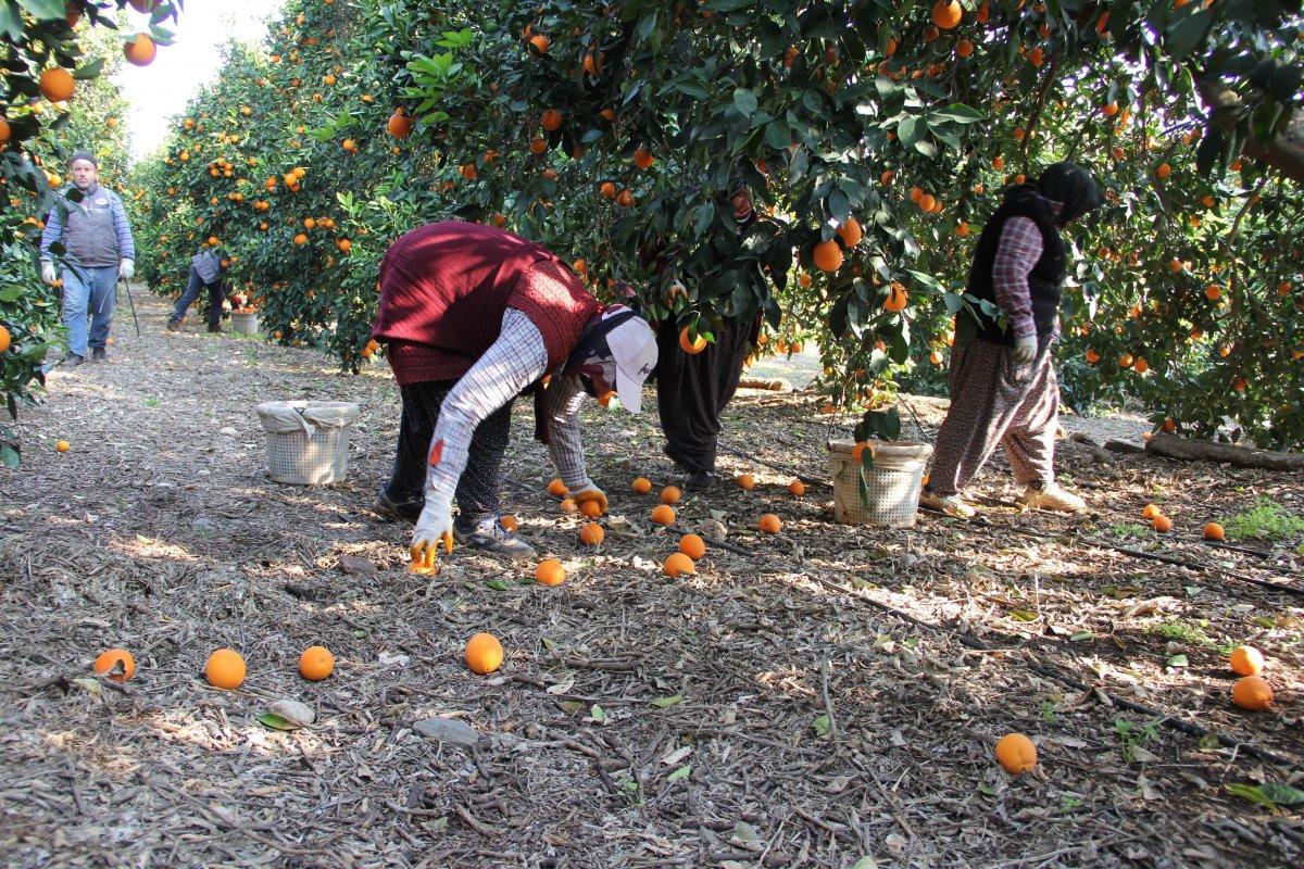 Mersin'de üreticiler indirim bekliyor