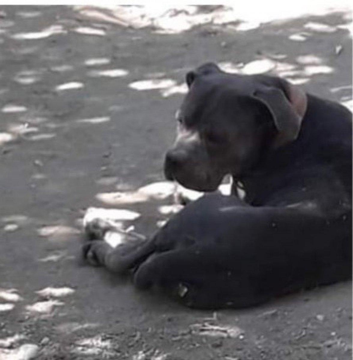 Antalya'da 2,5 ay önce pitbull saldırısına uğrayan küçük Sadrettin