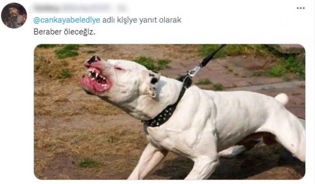 CHP'li belediyelerin sokak köpeklerine desteğine tepki