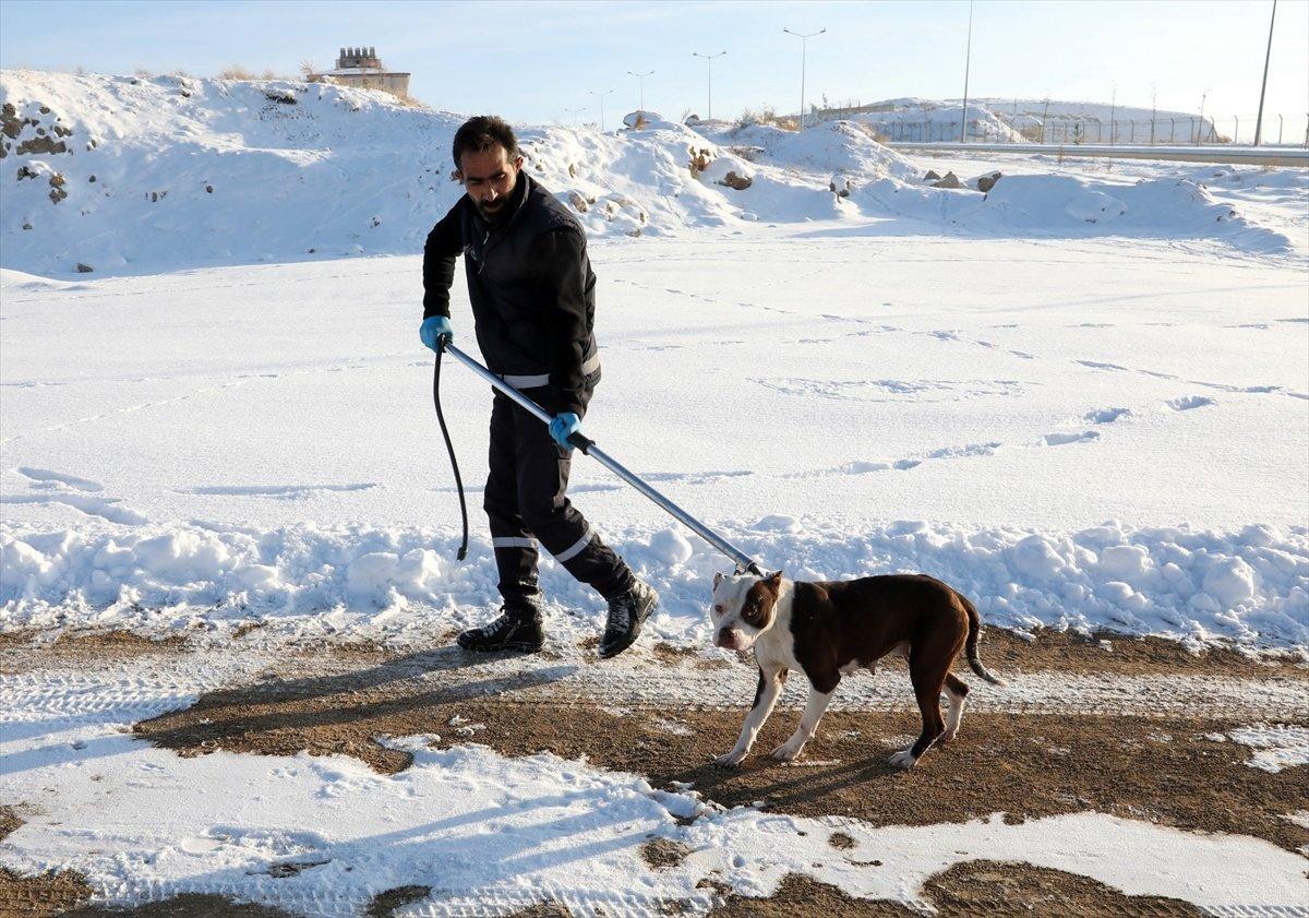 Van'da sahipsiz pitbull belediyeyi harekete geçirdi