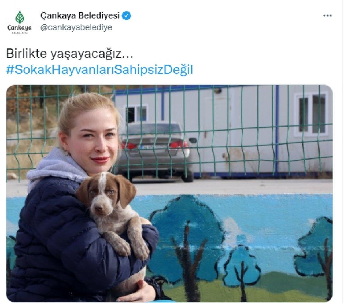 CHP'li belediyelerin sokak köpeklerine desteğine tepki