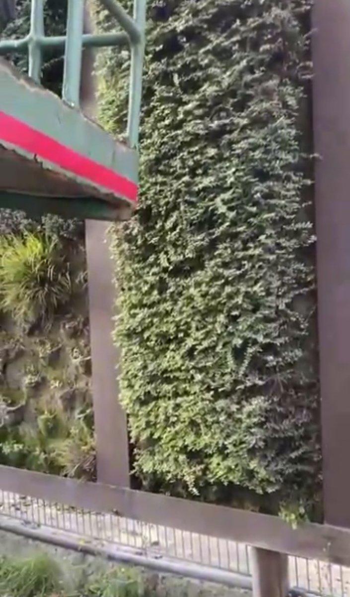 İstanbul'daki ekolojik yeşil duvarlar sökülüyor