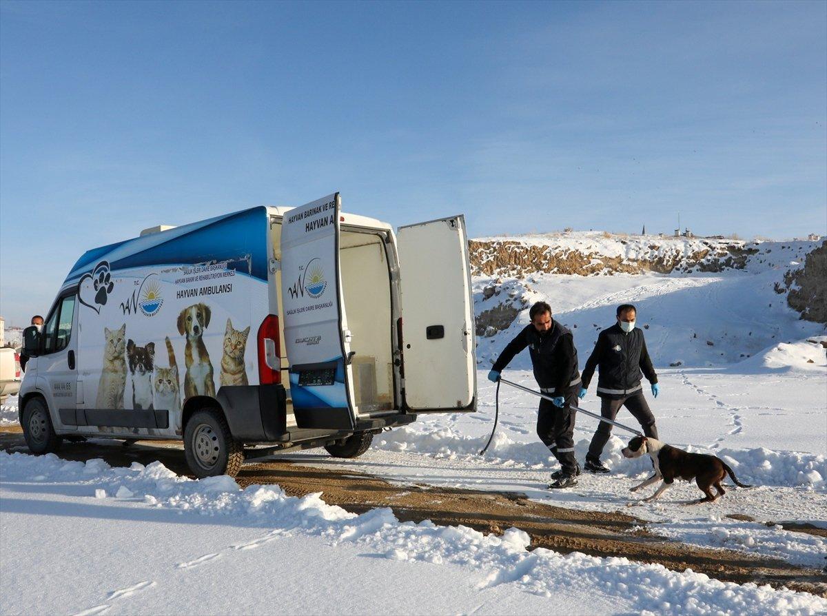 Van'da sahipsiz pitbull belediyeyi harekete geçirdi