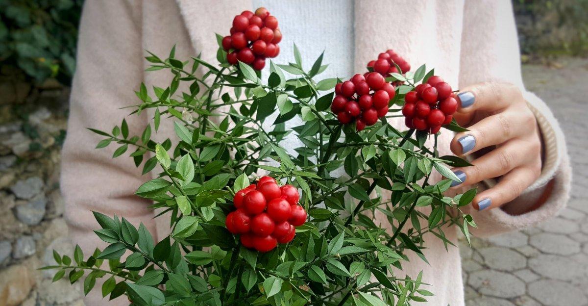 Solmazsa eviniz oluyor: Kokina çiçeğine böyle bakın...