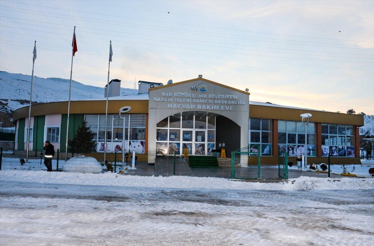 Van'da sahipsiz pitbull belediyeyi harekete geçirdi