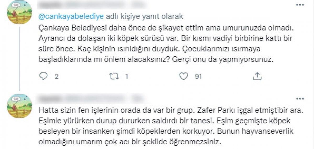 CHP'li belediyelerin sokak köpeklerine desteğine tepki