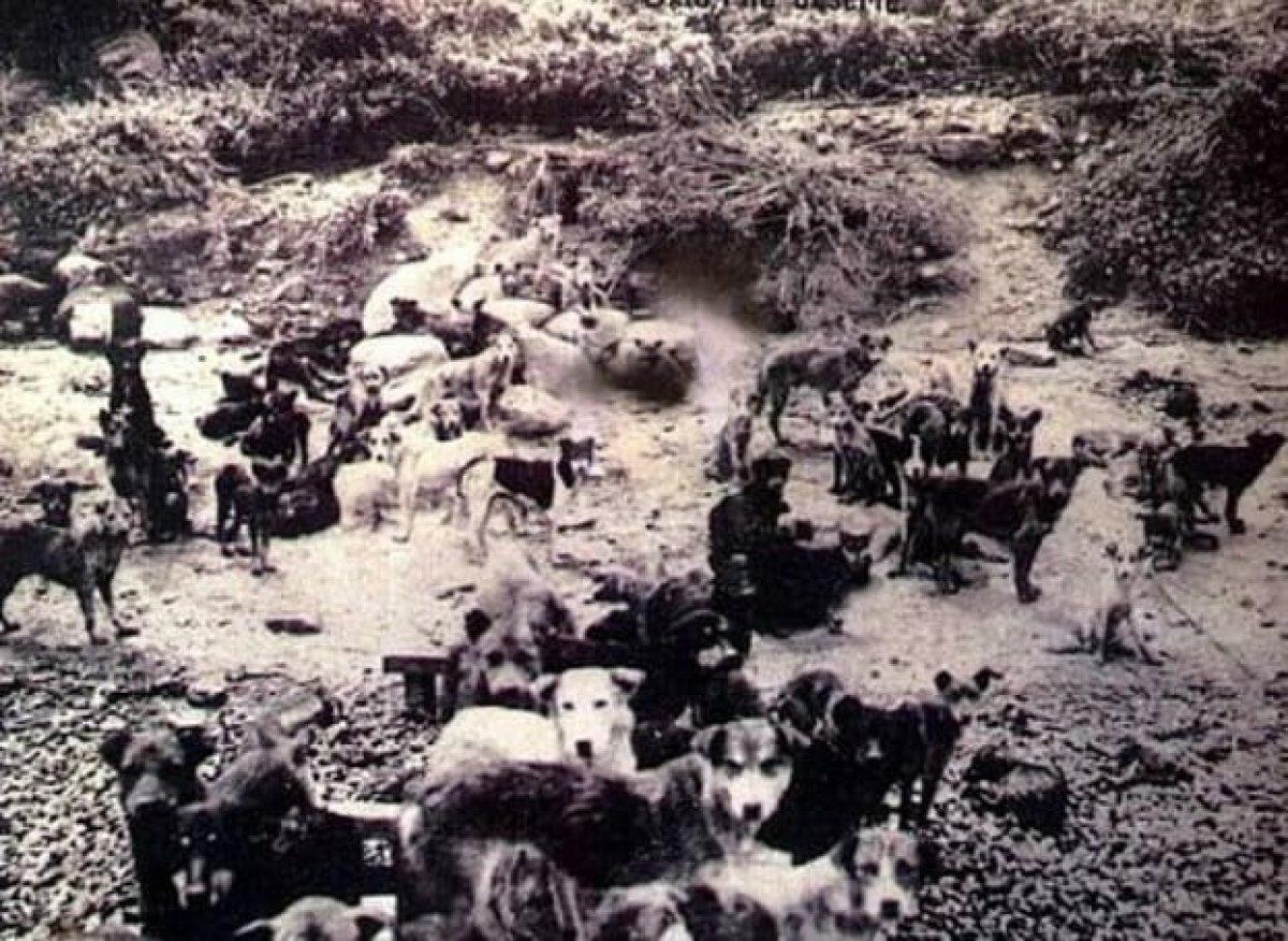 Vakanüvis yazdı: Bizden ve Avrupa’dan itlaf hikayeleri