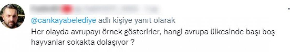 CHP'li belediyelerin sokak köpeklerine desteğine tepki