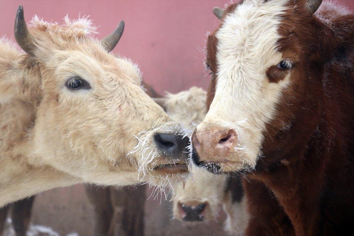Ağrı ve Ardahan buz tuttu