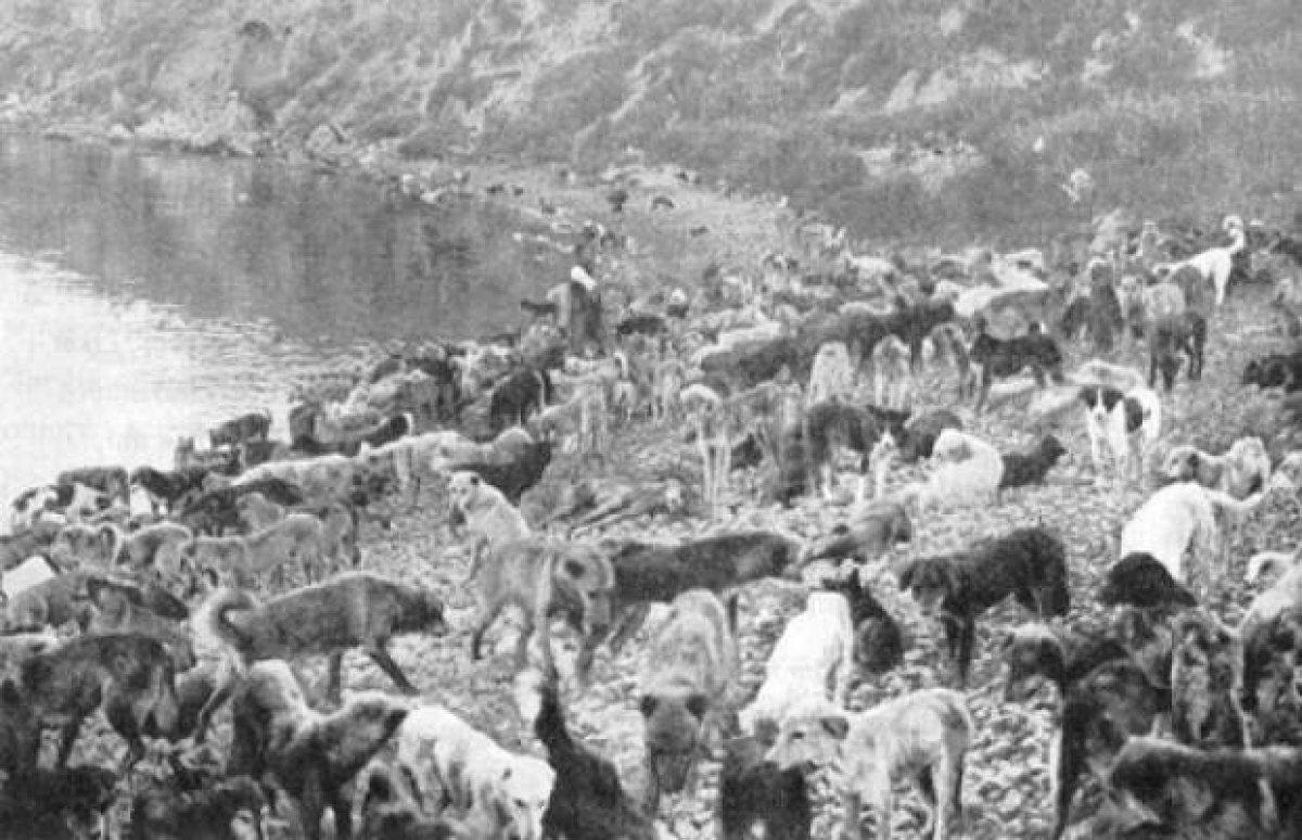 Vakanüvis yazdı: Bizden ve Avrupa’dan itlaf hikayeleri