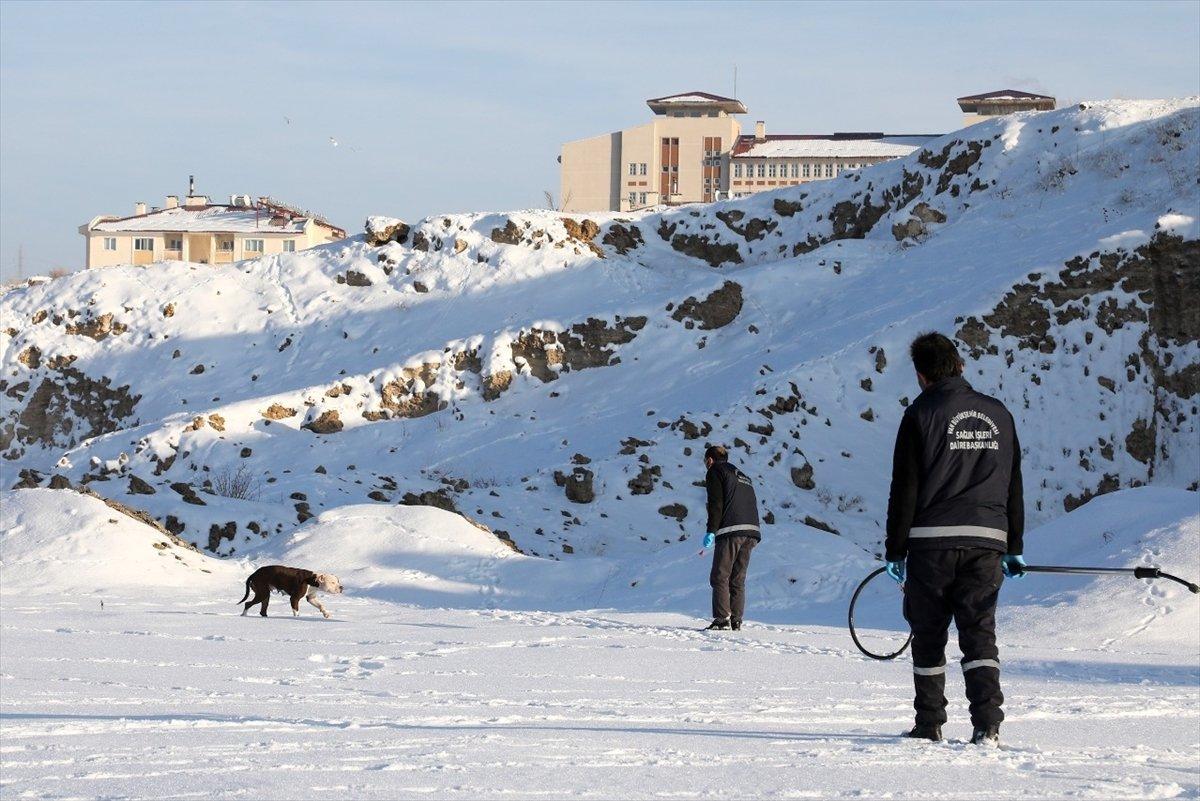 Van'da sahipsiz pitbull belediyeyi harekete geçirdi