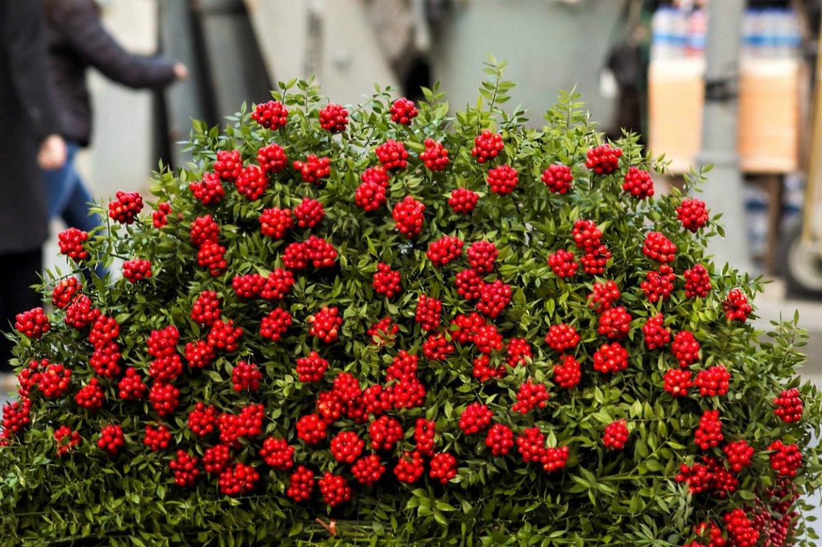 Solmazsa eviniz oluyor: Kokina çiçeğine böyle bakın...