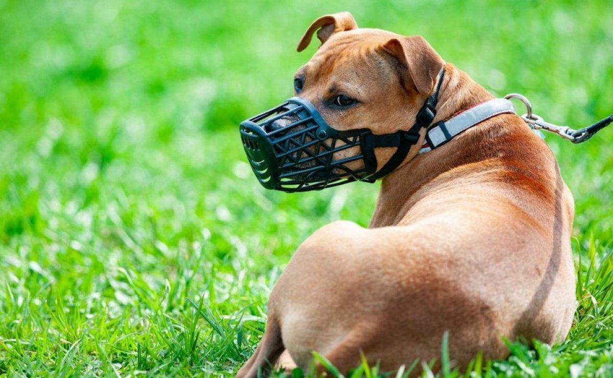 Sokak hayvanları ve tehlikeli ırklara 4 ayaklı çözüm planı